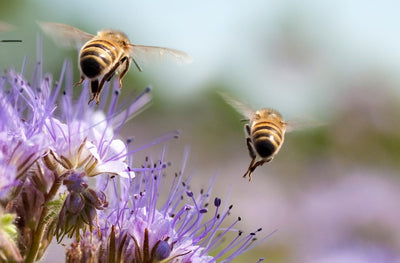 Australian Pollinator Week with Wheen Bee Foundation